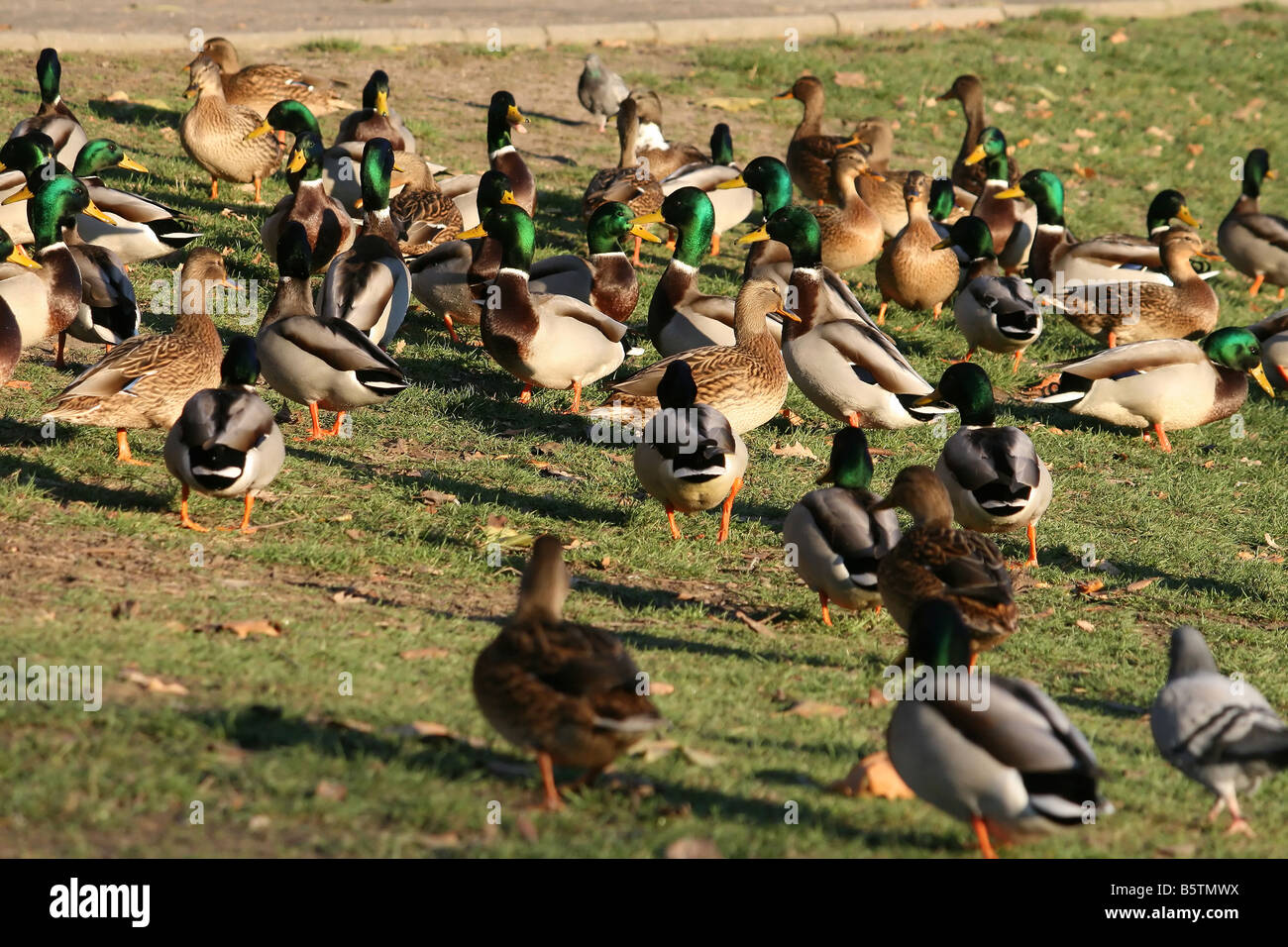 Gruppe von Enten ruhen auf dem Rasen im park Stockfoto