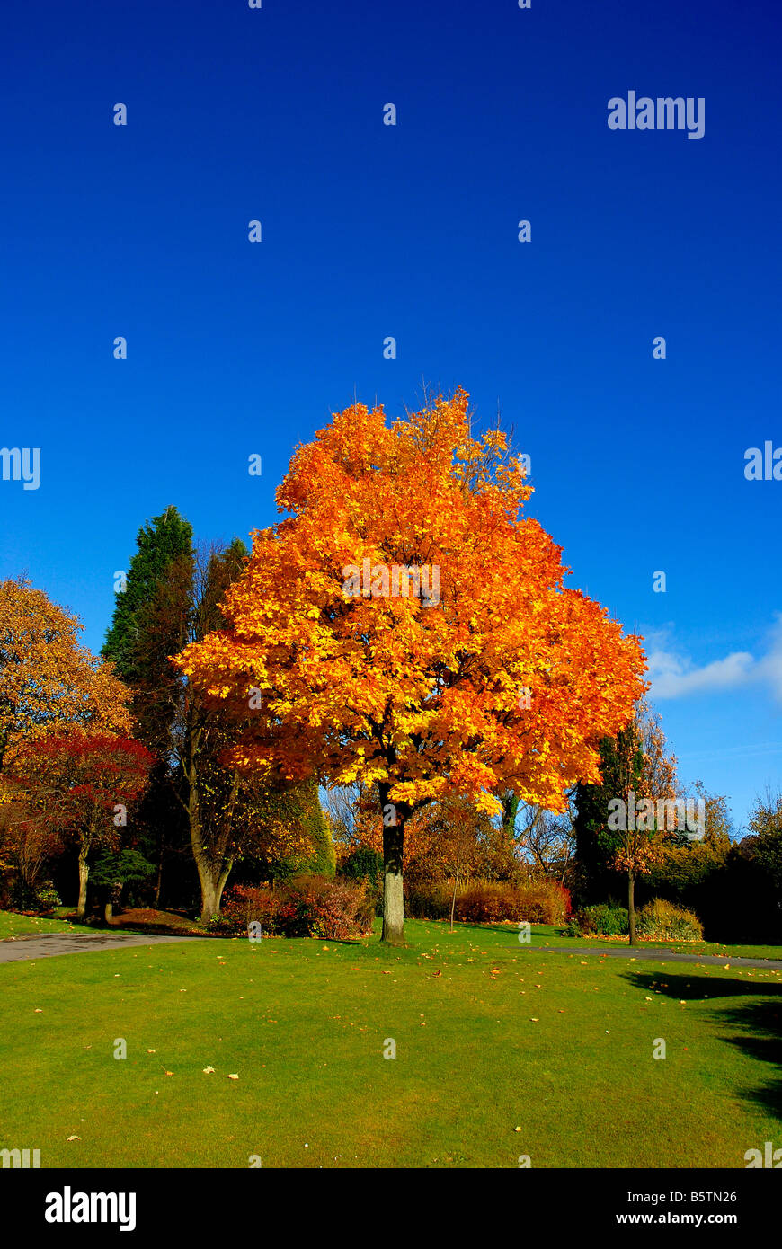 Herbstliche Farbenpracht im Mesnes Park, Wigan Stockfoto