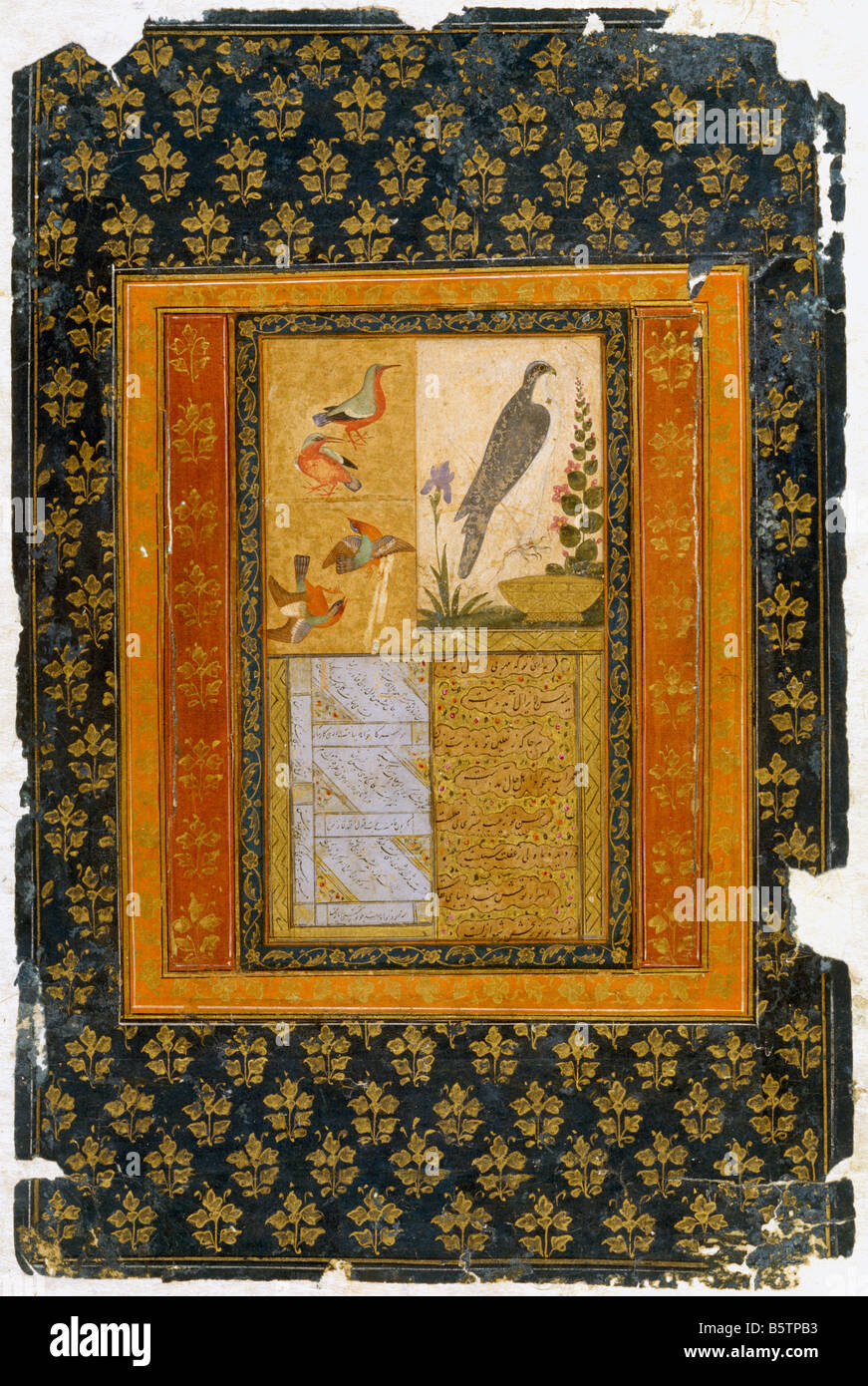 Vogel-Studien & Kalligraphie islamische Buchillustration. Aus Golcanda ca. 1670 n. Chr.. National Museum of New Delhi-Indien. 58,20/25 b 3 Stockfoto