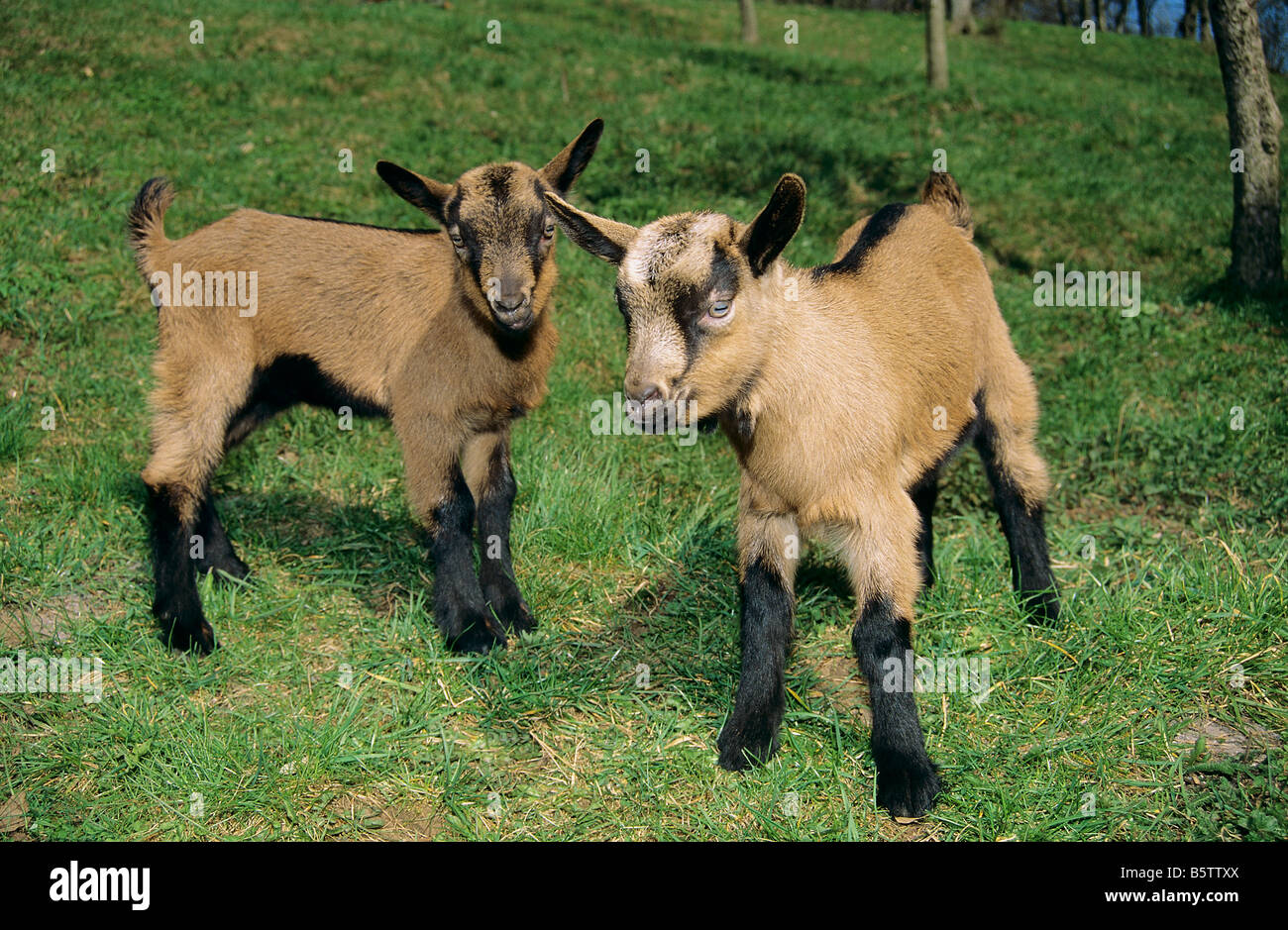 zwei junge Ziegen - stehend auf Wiese Stockfoto