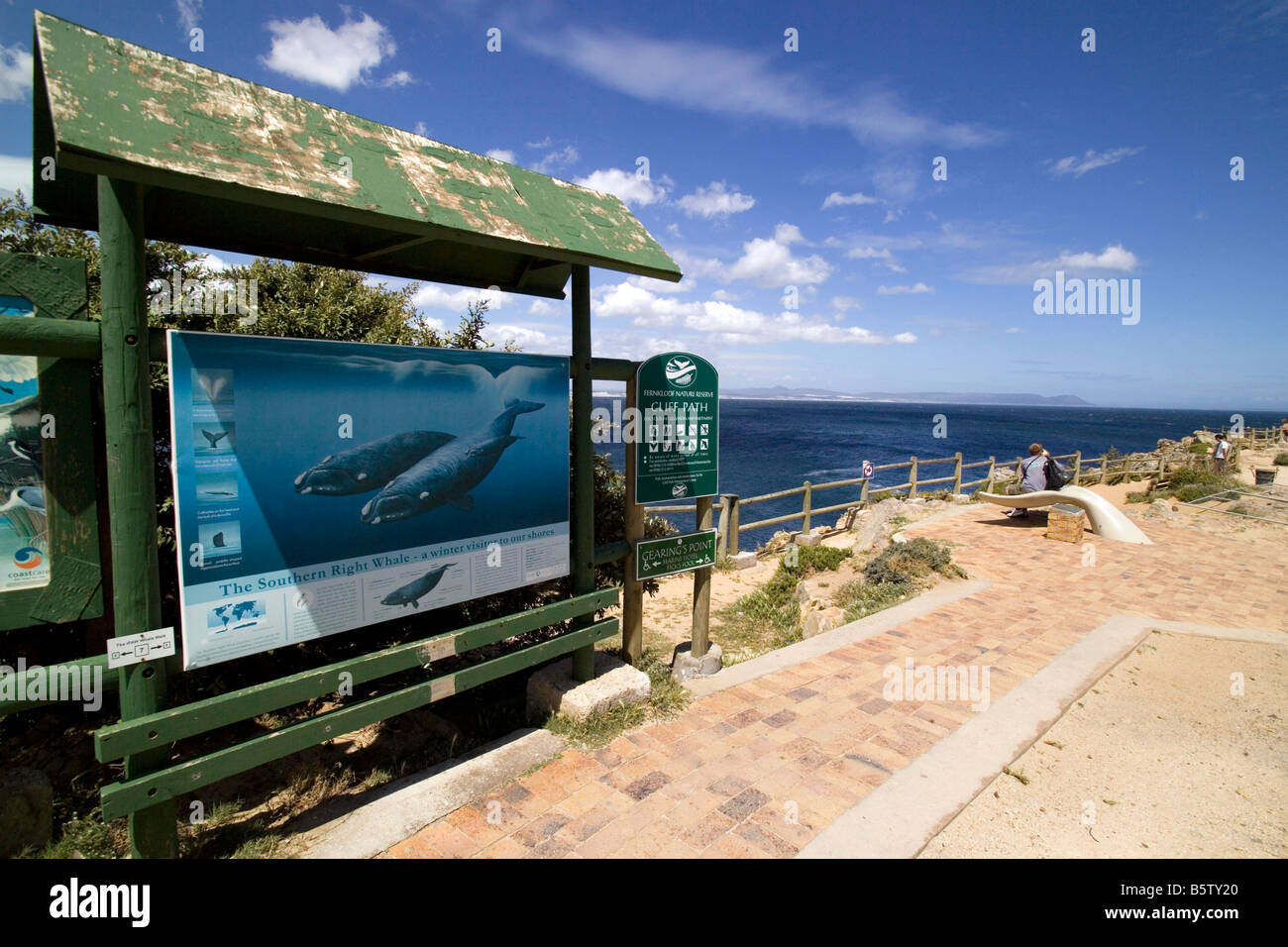 Lehre-Plakat auf Eubalaena Australis Hermanus Walker Bay Südafrika Afrika Stockfoto