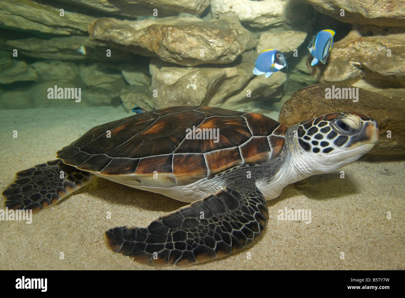 Schildkröte zwei Ozeane Sea Aquarium Victoria & Alfred Waterfront Kapstadt Südafrika Afrika Stockfoto