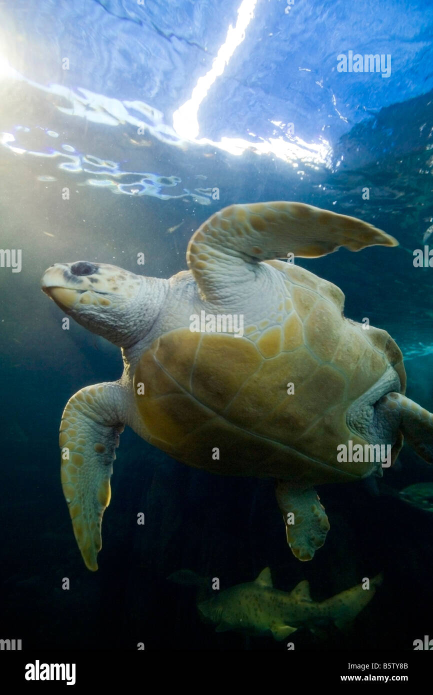 Schildkröte zwei Ozeane Sea Aquarium Victoria & Alfred Waterfront Kapstadt Südafrika Afrika Stockfoto