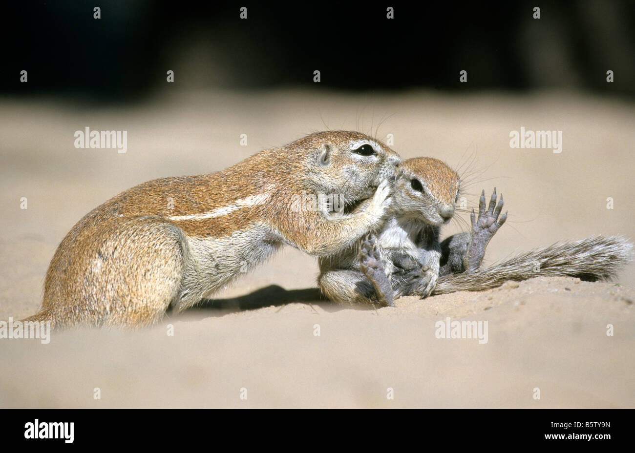 Kap-Borstenhörnchen (Xerus Inauris), Mutter Pflege sitzen junge Stockfoto