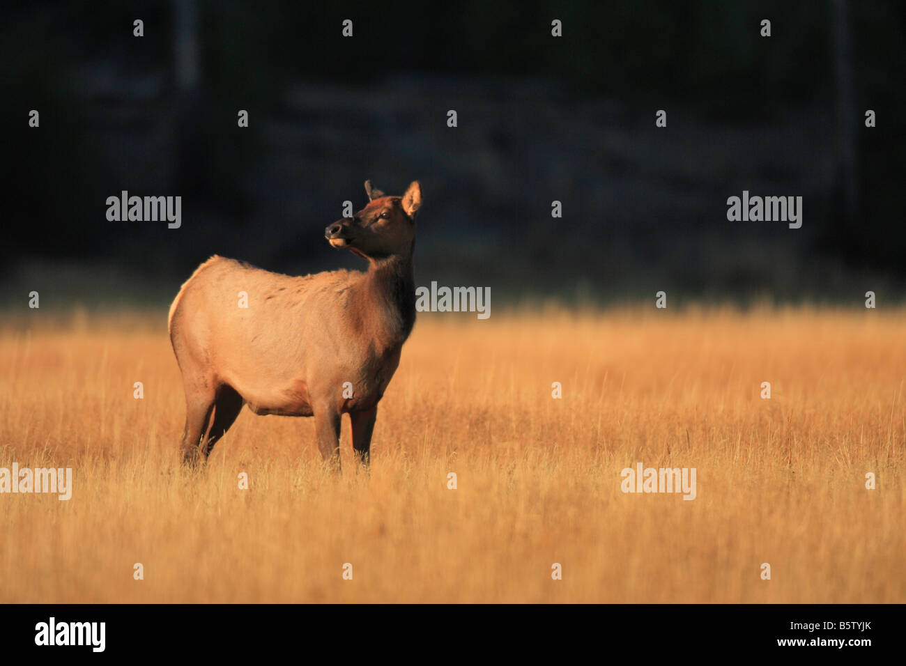 Elchkühe, im Herbst, Yellowstone-Nationalpark, Wyoming. Stockfoto