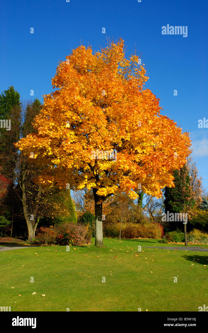 Herbstliche Farbenpracht im Mesnes Park, Wigan Stockfoto