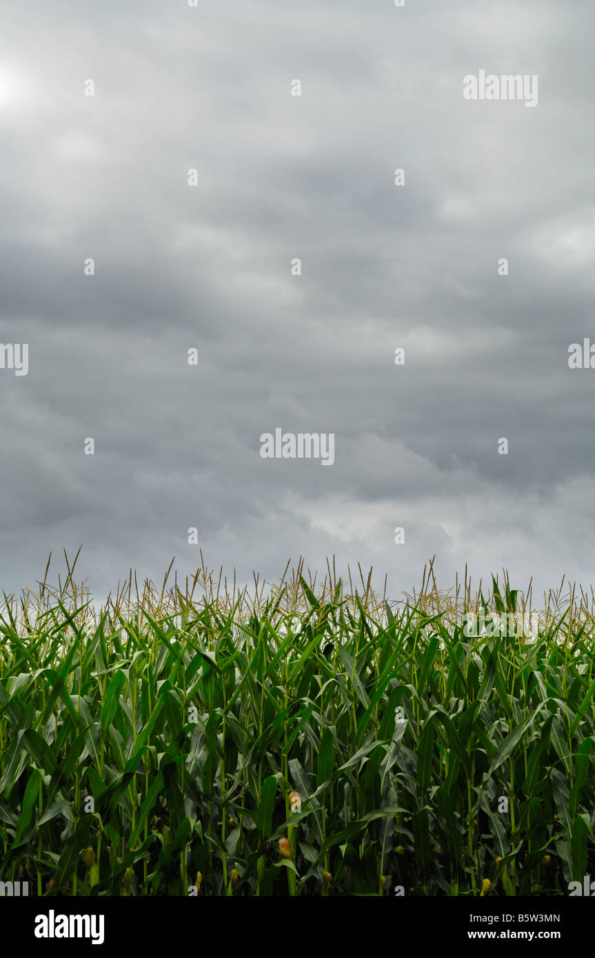 Mais-Anbau unter bedecktem Himmel am Naizin in der Nähe von Pontivy, Frankreich Stockfoto