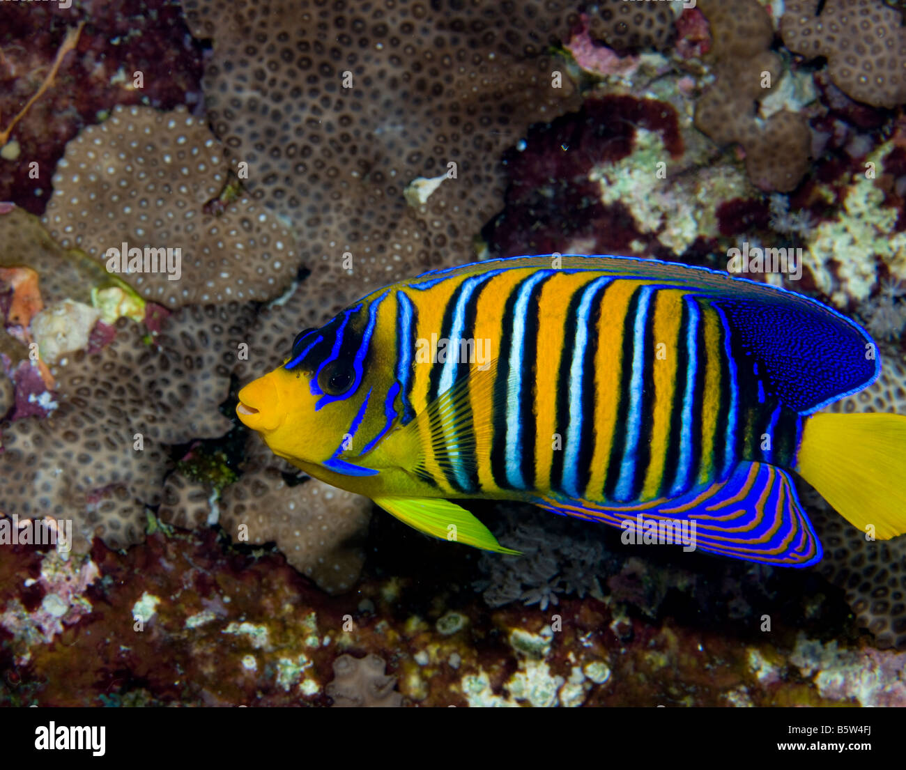 Ein Regal Kaiserfisch (Pygoplites Diacanthus) am Daedalus Riff, im südlichen Roten Meer. Stockfoto