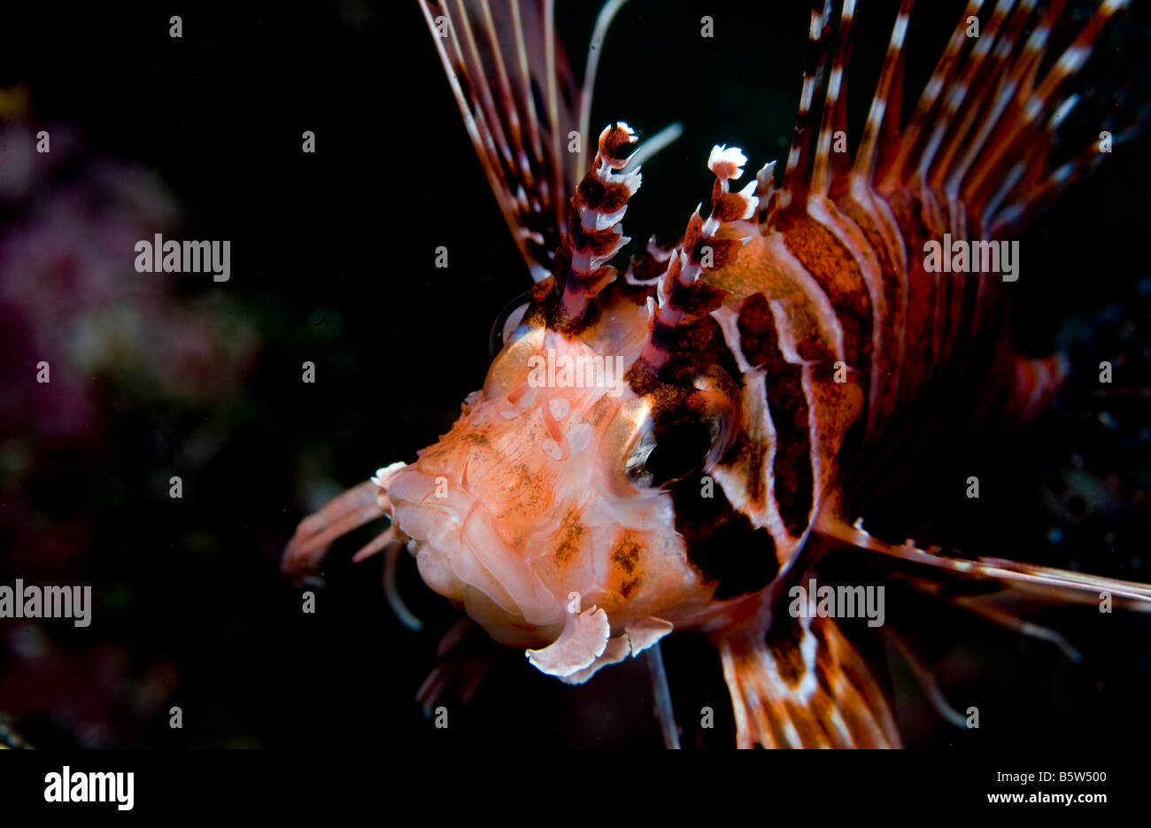 Spotfin Rotfeuerfisch (Pterois Antennata), Papua-Neu-Guinea Stockfoto
