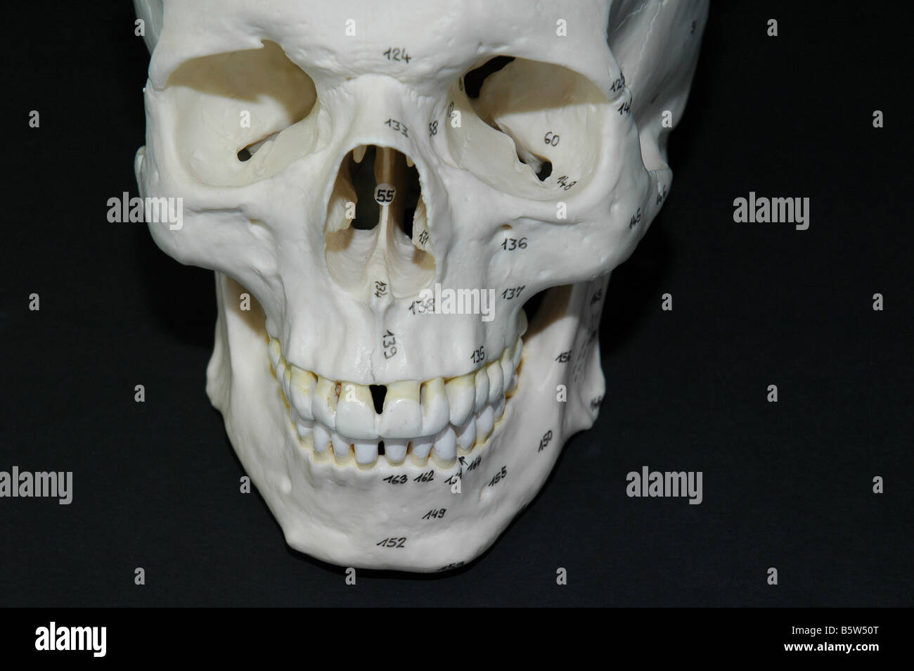 Menschlicher Schädelknochen von forensischen Medizinstudierenden an der Universität, auf schwarzem Hintergrund geschossen Stockfoto