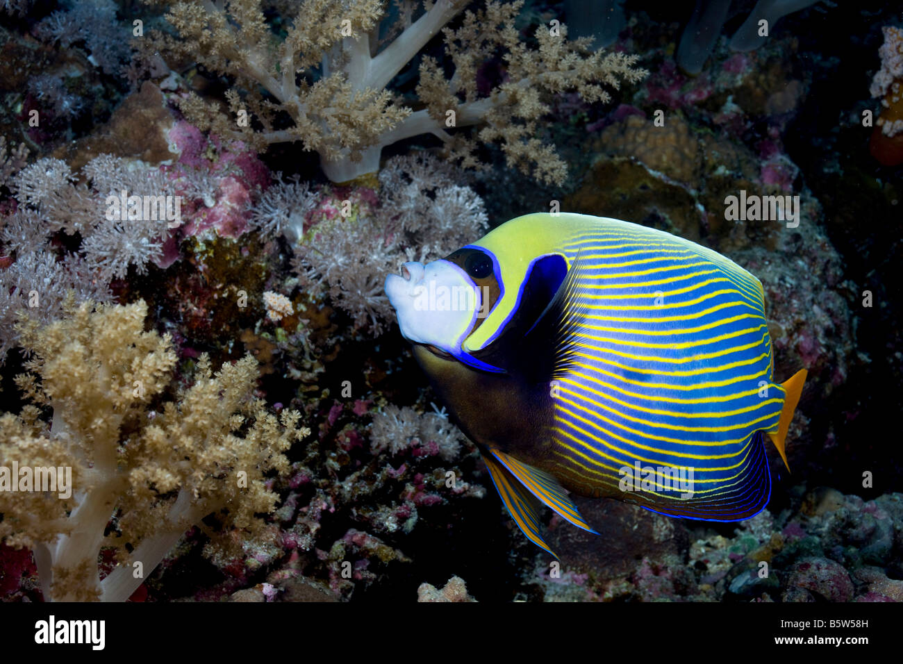 Nahaufnahme von einem Erwachsenen Kaiser-Kaiserfisch (Pomacanthus Imperator) in der Nähe von Big Brother Island im südlichen Roten Meer. Stockfoto