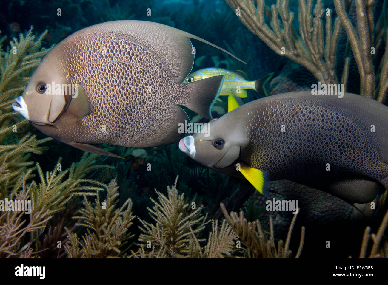 Neugierig paar Gary Kaiserfisch (Pomacanthus Arcuatus), Bummeln Sie durch ein Riff in den Florida Keys National Marine Sanctuary. Stockfoto