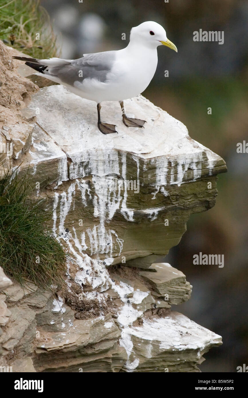 Kittiwake - Rissa tridactyla Stockfoto