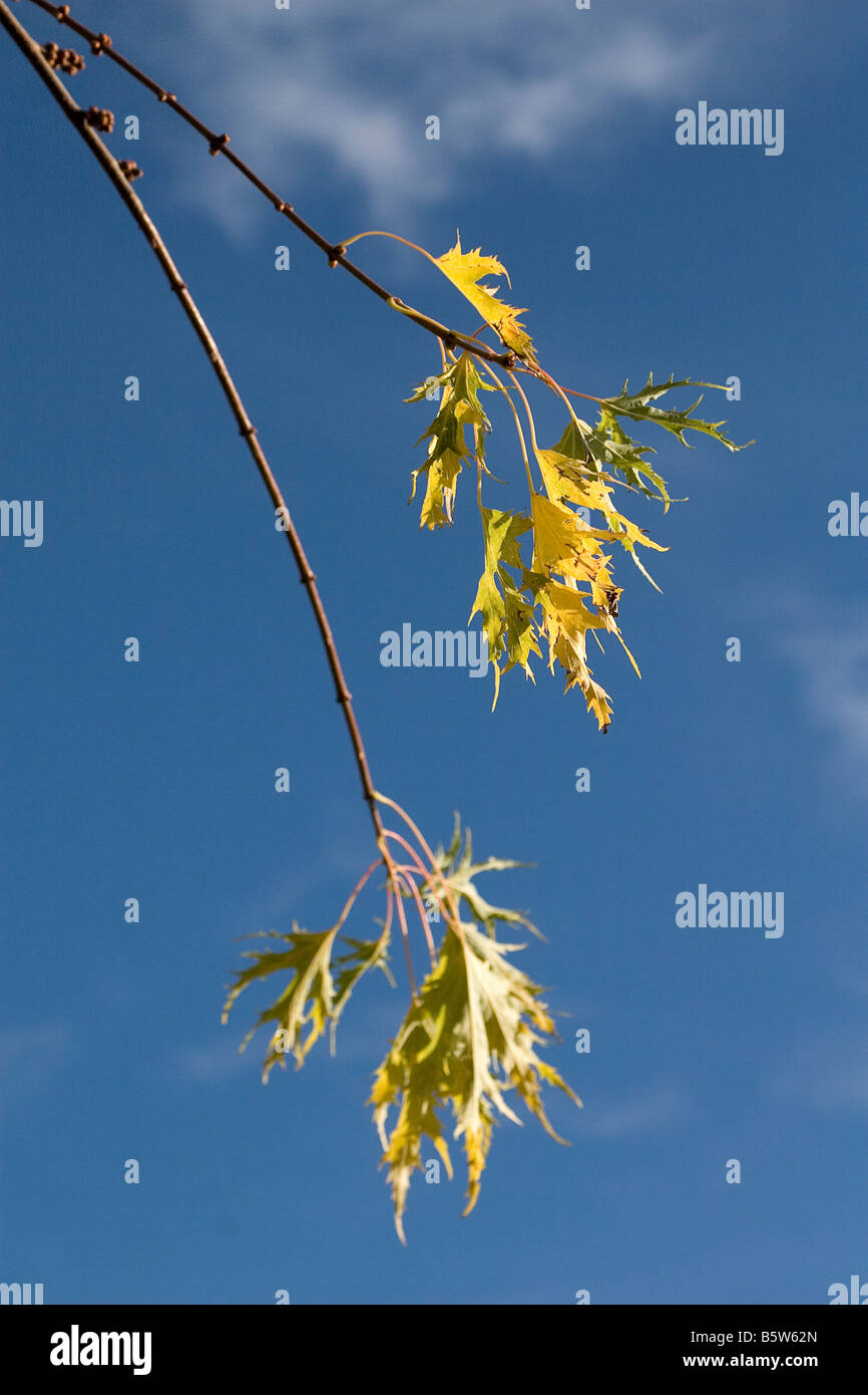 Letzte Blätter am Baum Stockfoto