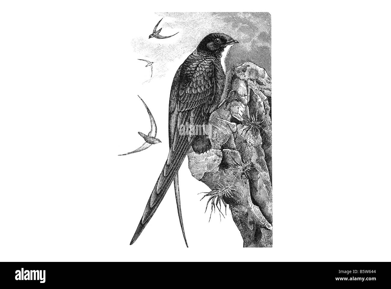 rasche Vogel (Chaetura Picina) Apodiformes Stockfoto