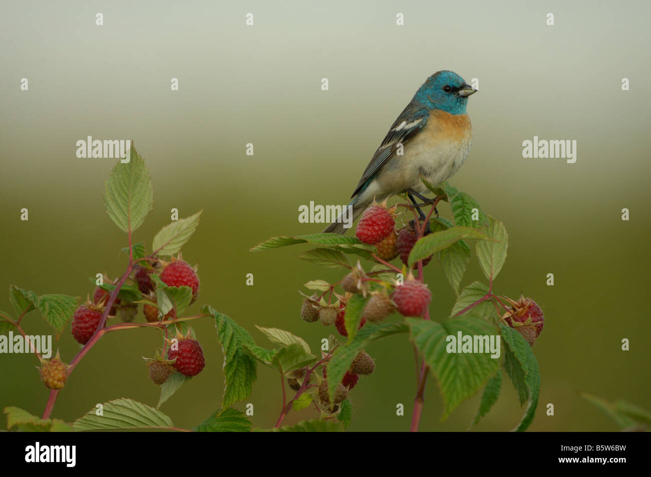 Männliche Lazuli Bunting (Passerina Amoena) Stockfoto