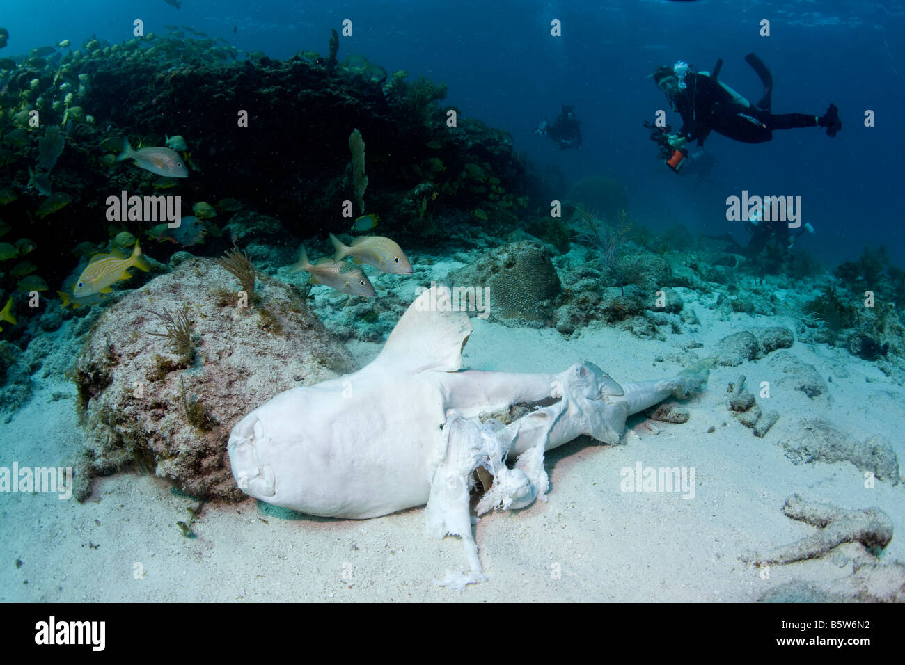 Ein Ammenhai (Ginglymostoma Cirratum) stirbt nach früher ausgeweidet wird. Stockfoto