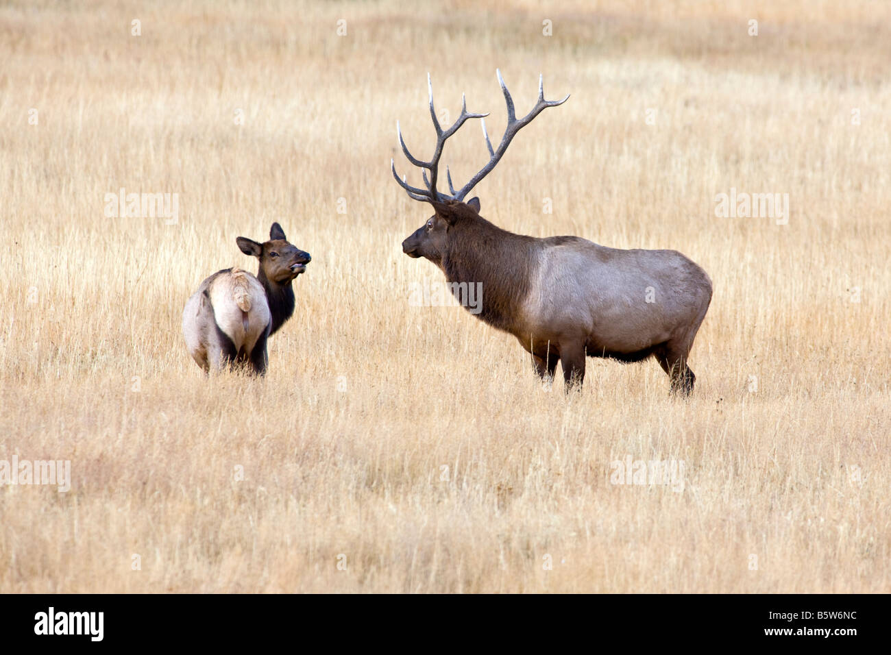 Bull Elk (Wapiti, Cervus Canadensis) & Kuh entlang der Madison River, Yellowstone-Nationalpark, Wyoming, USA Stockfoto