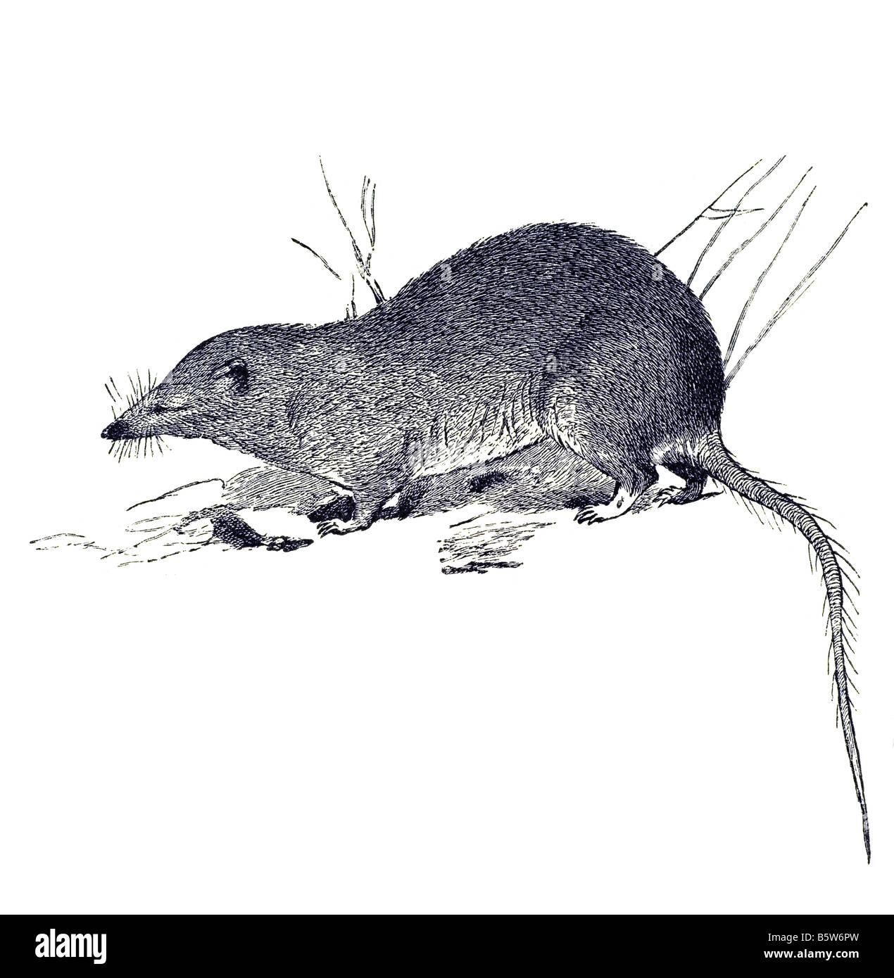 Spitzmaus Insectivora Maus wie Säugetiere Familie Soricidae Stockfoto