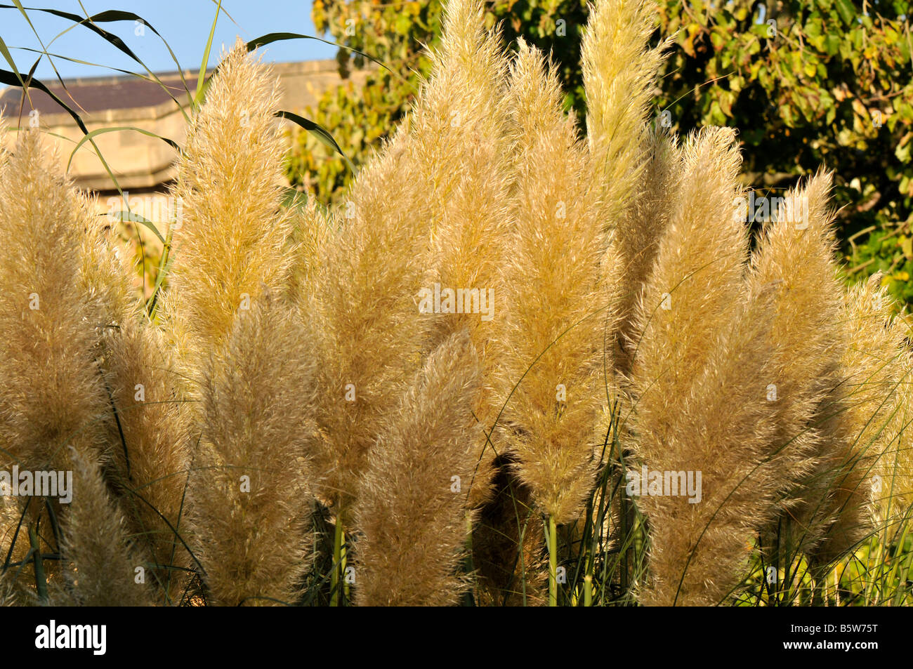 Reihe von Karl Foerster Rasen Stockfoto