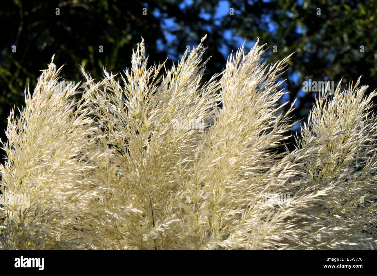 Karl-Foerster-Rasen Stockfoto