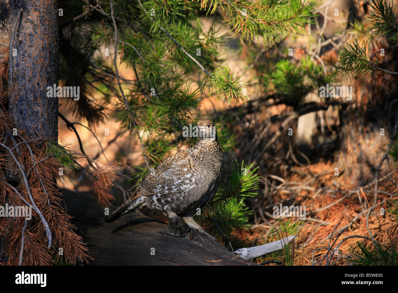 Männliche Blue Grouse im Herbst Gefieder, Yellowstone-Nationalpark, Wyoming Stockfoto