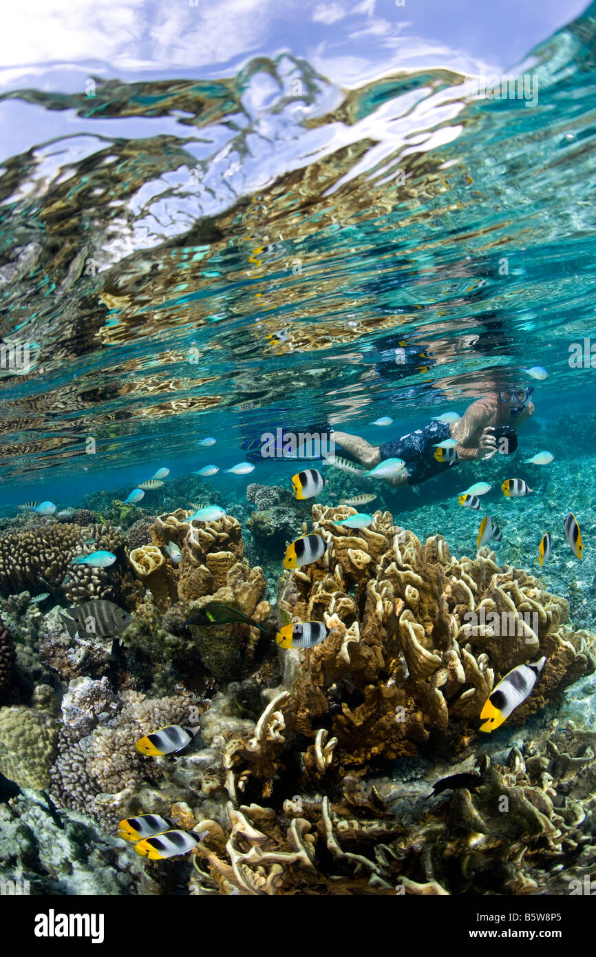 Bunte Tropenfische inmitten einer Coral Garden Stockfoto