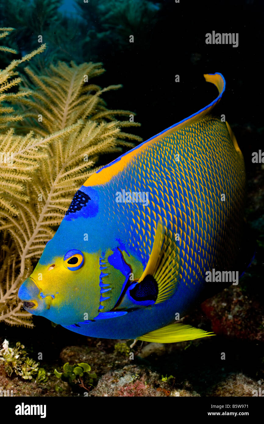 Königin-Kaiserfisch (Holacanthus Ciliaris) hält in der Nähe eine Rauchfahne Bipinnate Meer (Pseudopterogorgia Bipinnata), Key Largo, Florida. Stockfoto