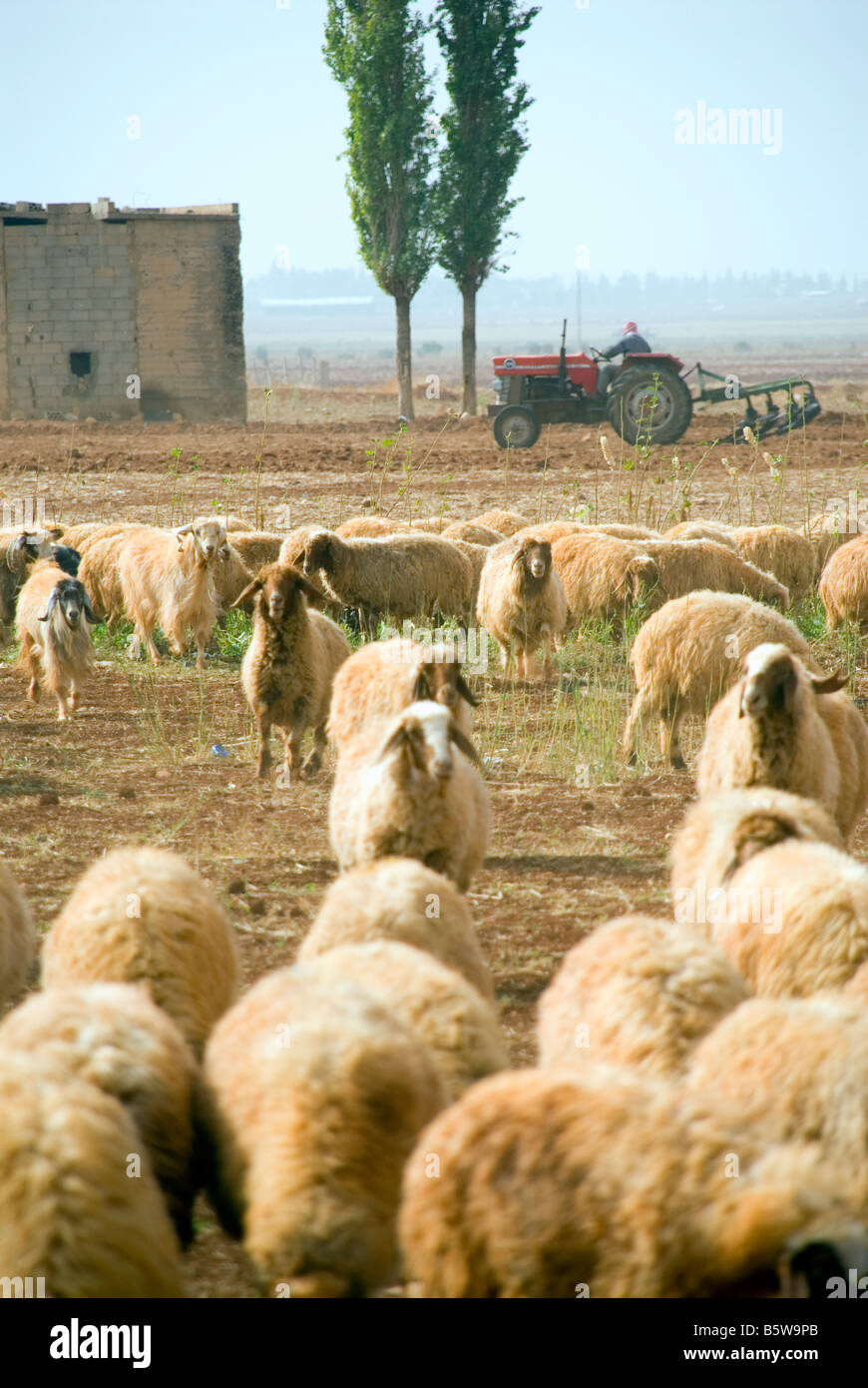 Schafe im Bekaa Valley lebanon Stockfoto