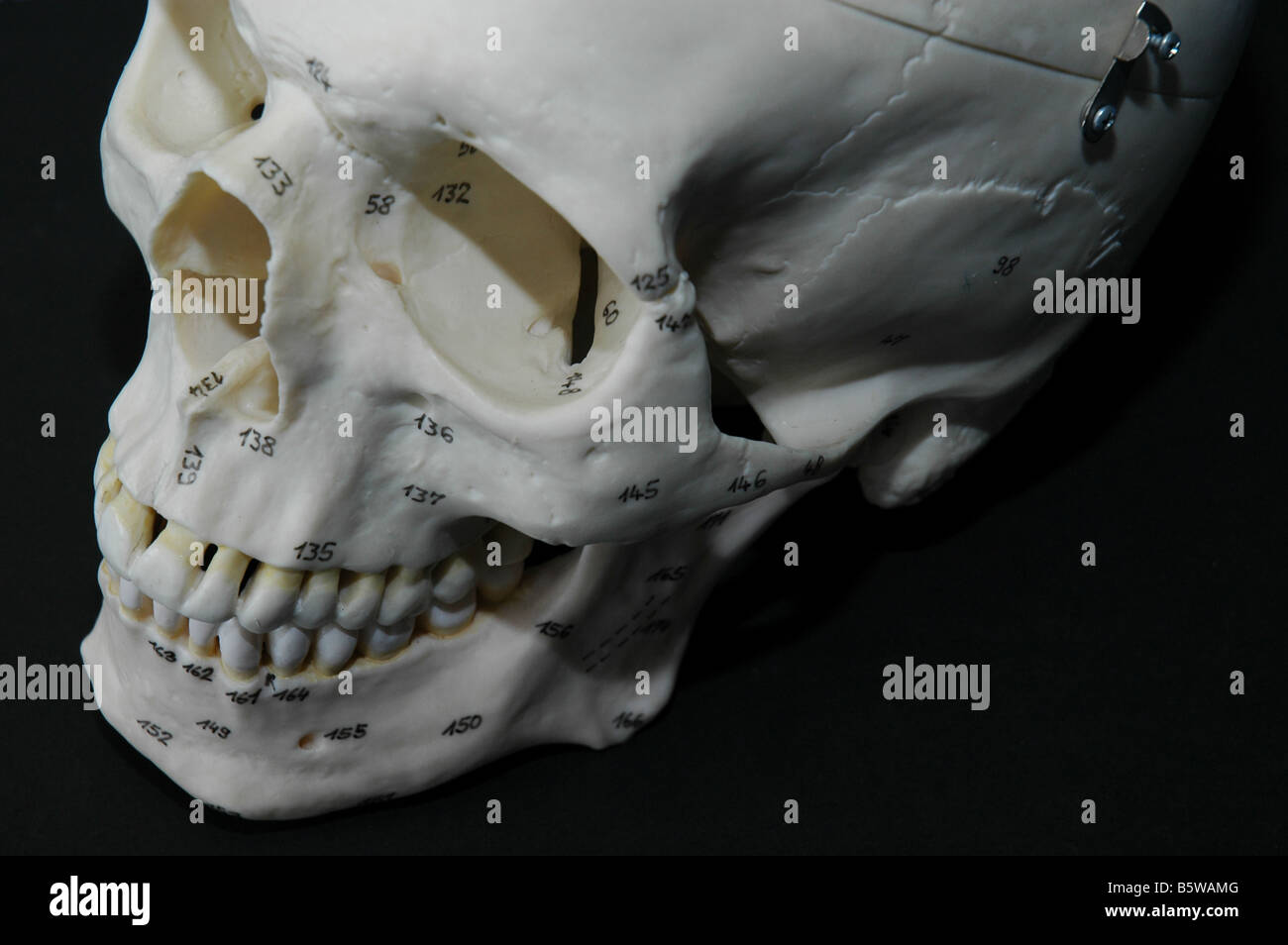 Menschlicher Schädelknochen von forensischen Medizinstudierenden an der Universität, auf schwarzem Hintergrund geschossen Stockfoto