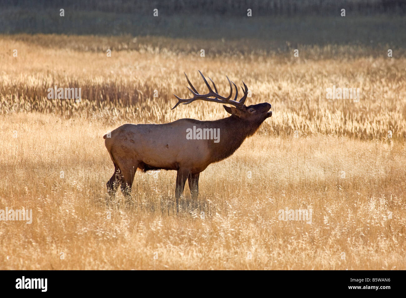 Bull Elk (Wapiti, Cervus Canadensis) entlang der Madison River, Yellowstone-Nationalpark, Wyoming, USA Stockfoto