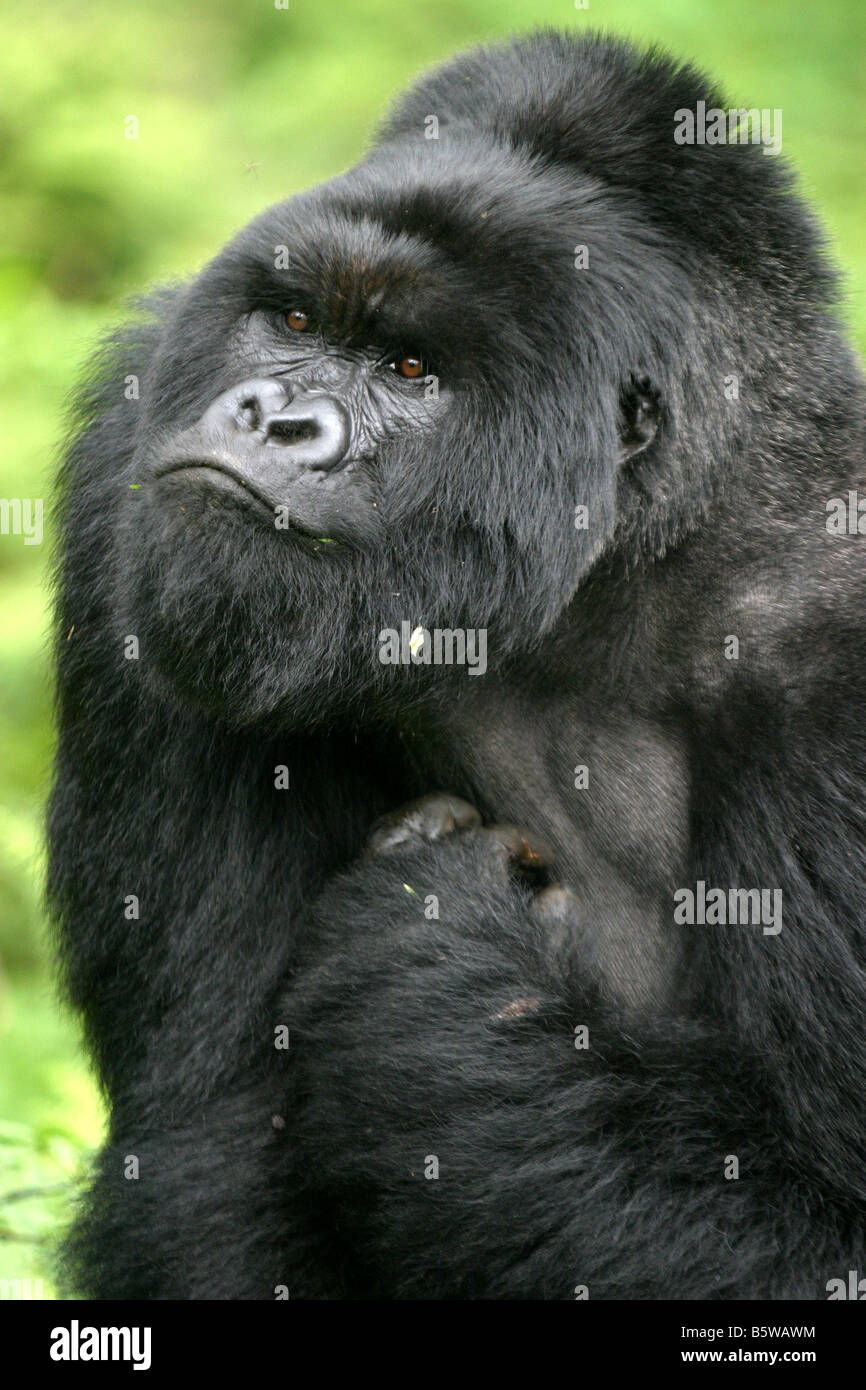 Die Berggorillas in Ruanda Stockfoto