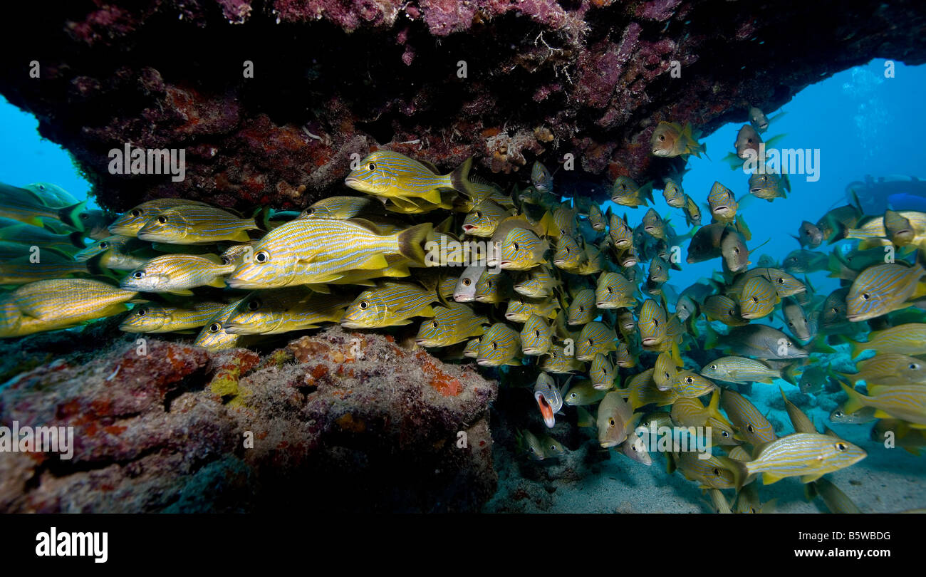 Schule der Fische in der Nähe von Korallen Felsvorsprung, Key Largo, Florida. Stockfoto