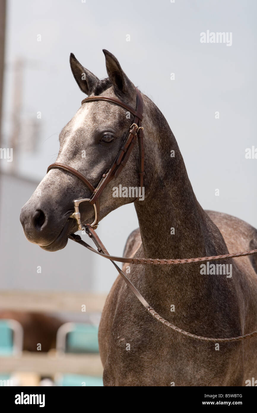 Porträt von Roan welsh Pony tragen einen Zaum Stockfoto