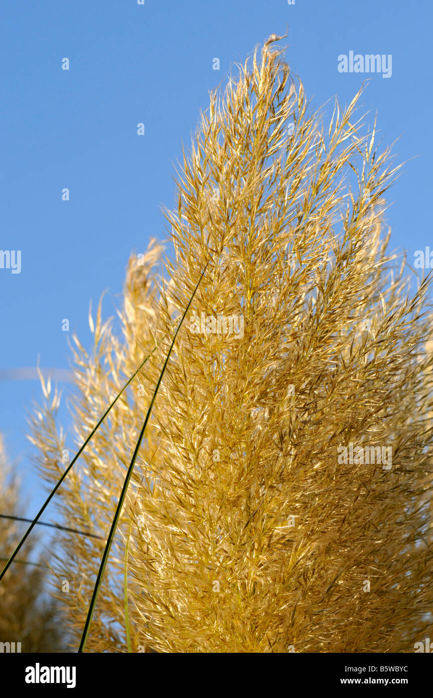 Karl-Foerster-Rasen Stockfoto