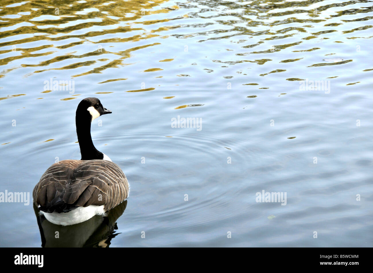 Weibliche Stockente (Anas Plathyrrhynchos) Stockfoto