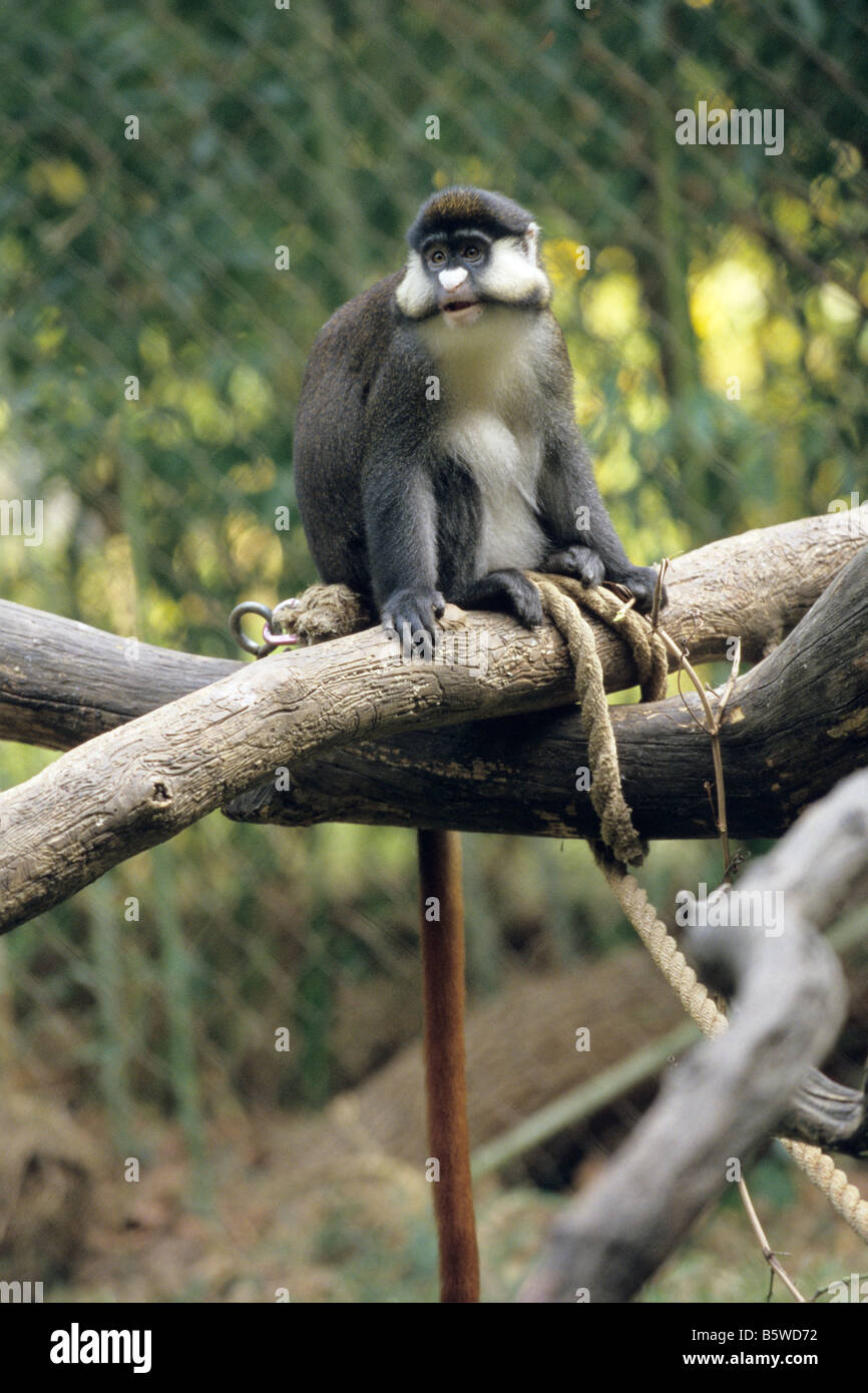 Guenon im Nashville Zoo Stockfoto