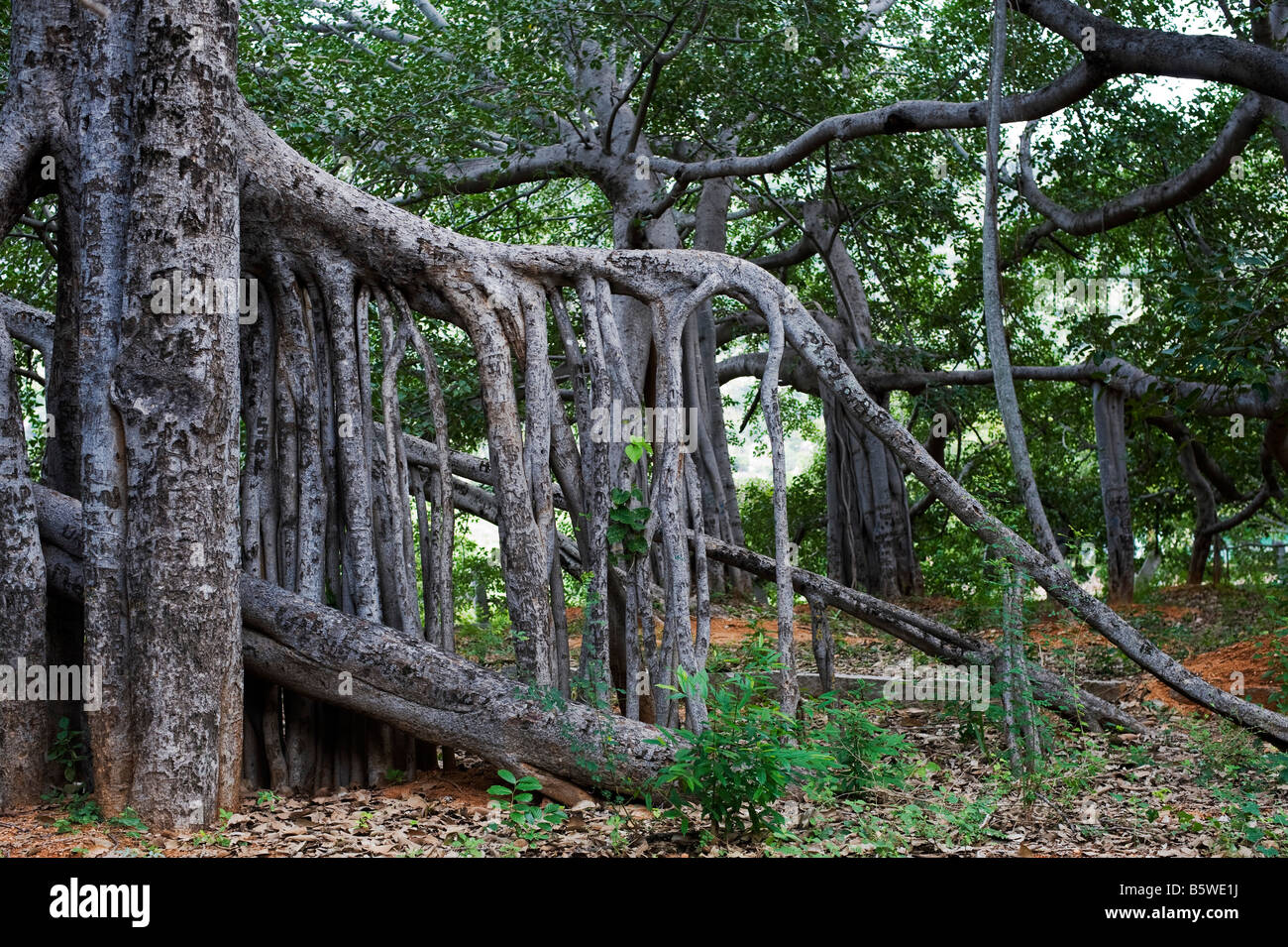 Ficus Benghalensis. Thimmamma Marrimanu Banyan Tree, in der Nähe der Kadiri, Andhra Pradesh, Indien. Der Süden Indiens größter Banyan Tree Stockfoto