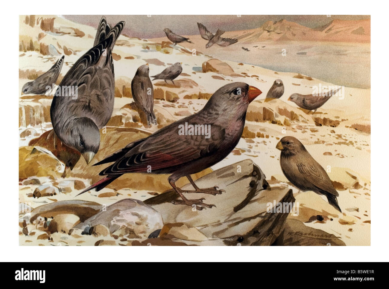 Rhodopechys Githaginea, Finken Ordnung Passeriformes Unterordnung Passeri Familie Fringillidae Stockfoto