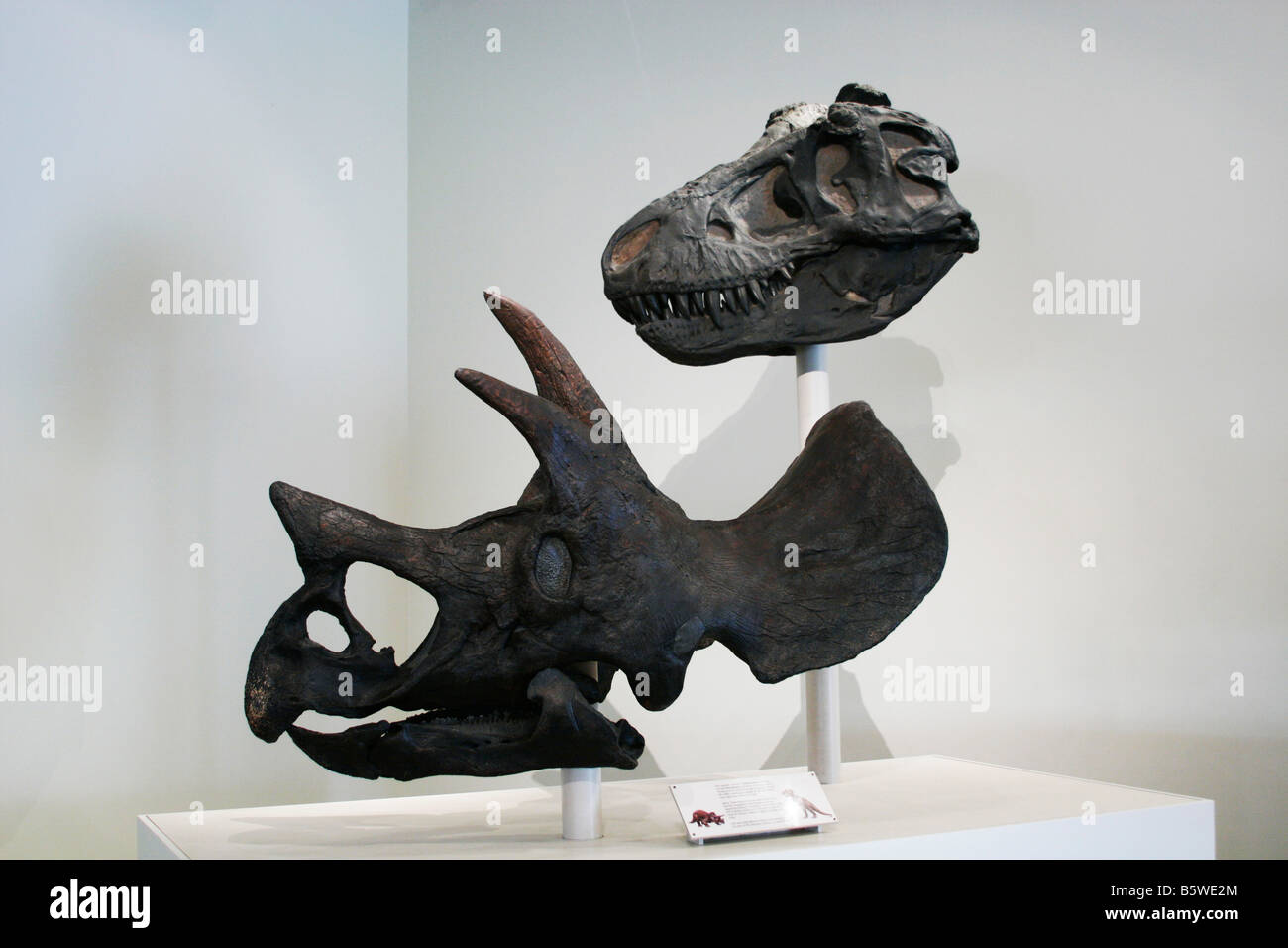 Dinosaurier-Schädel Stockfoto