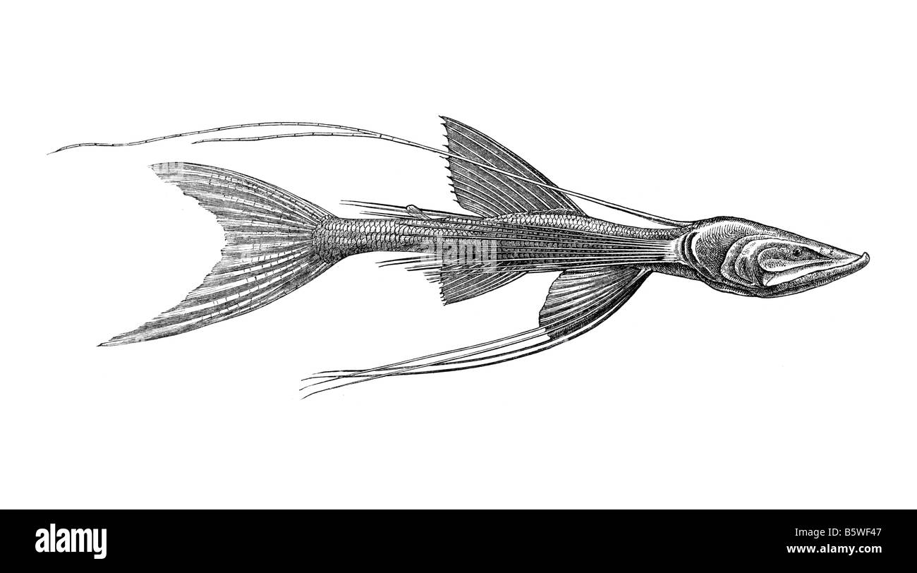 Bathypterois Indicus, Tiefsee-Fischen Stockfoto