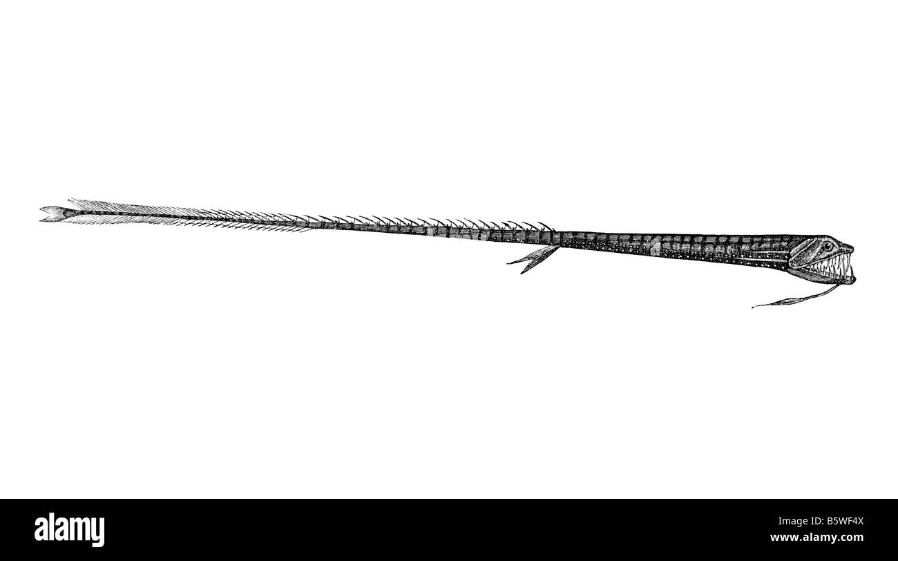Idiacanthus Ferox, Tiefsee-Fischen Stockfoto