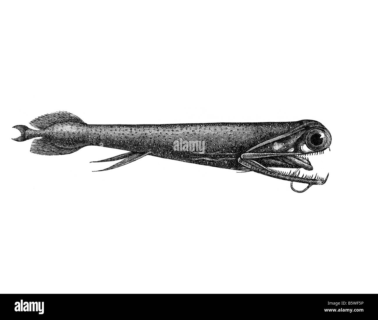 Malacosteus Indicus, fischt Tiefsee Unterfamilie Malacosteinae Stomiidae Stockfoto