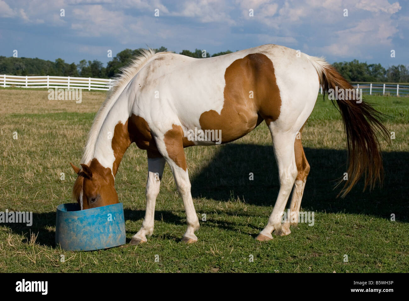 Paint Horse Essen aus Kunststoff Aufgabebehälter in einem Feld Stockfoto