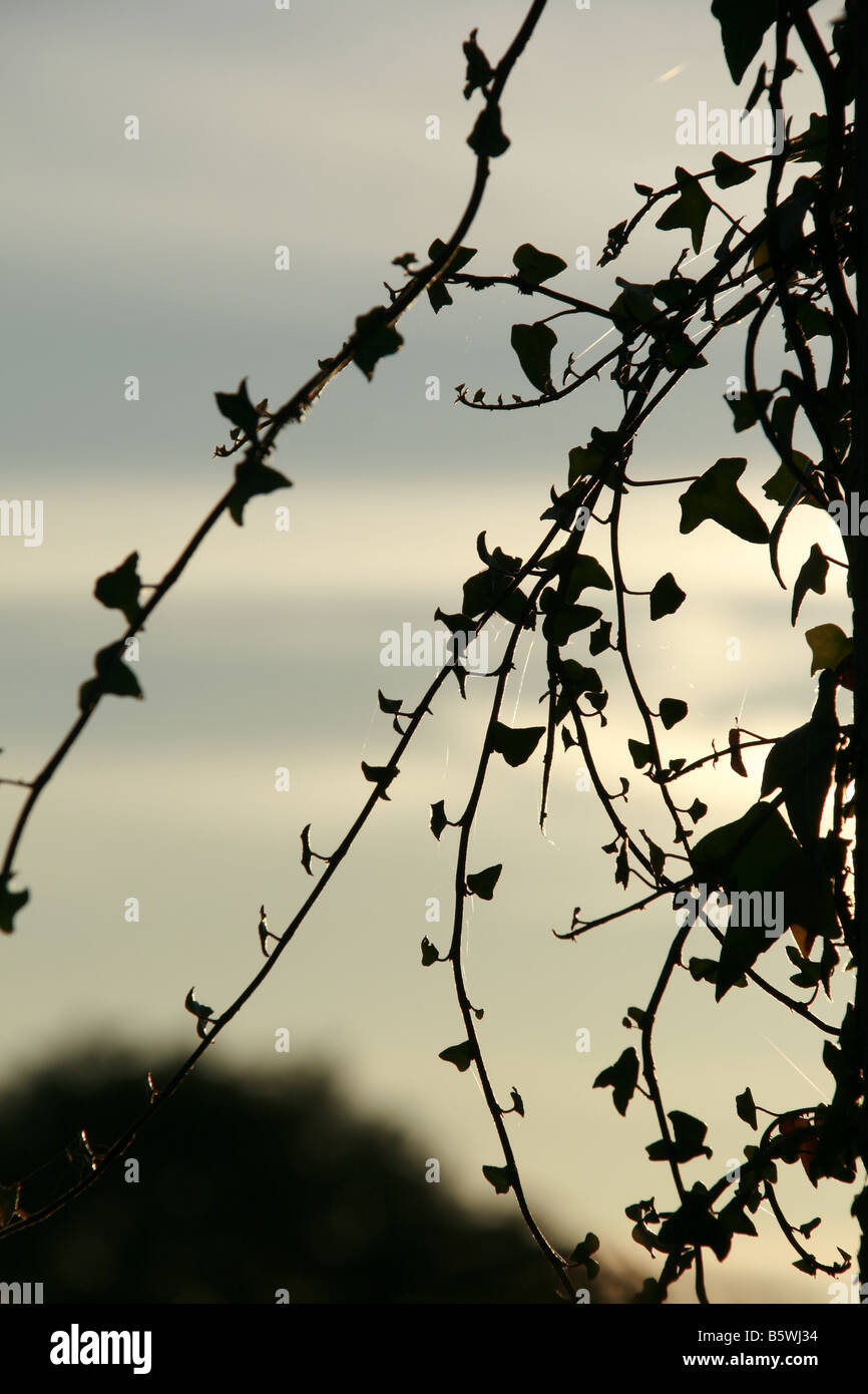 Silhouette hngende Pflanze mit Efeu Bltter in Landschaft Stockfotografie  - Alamy