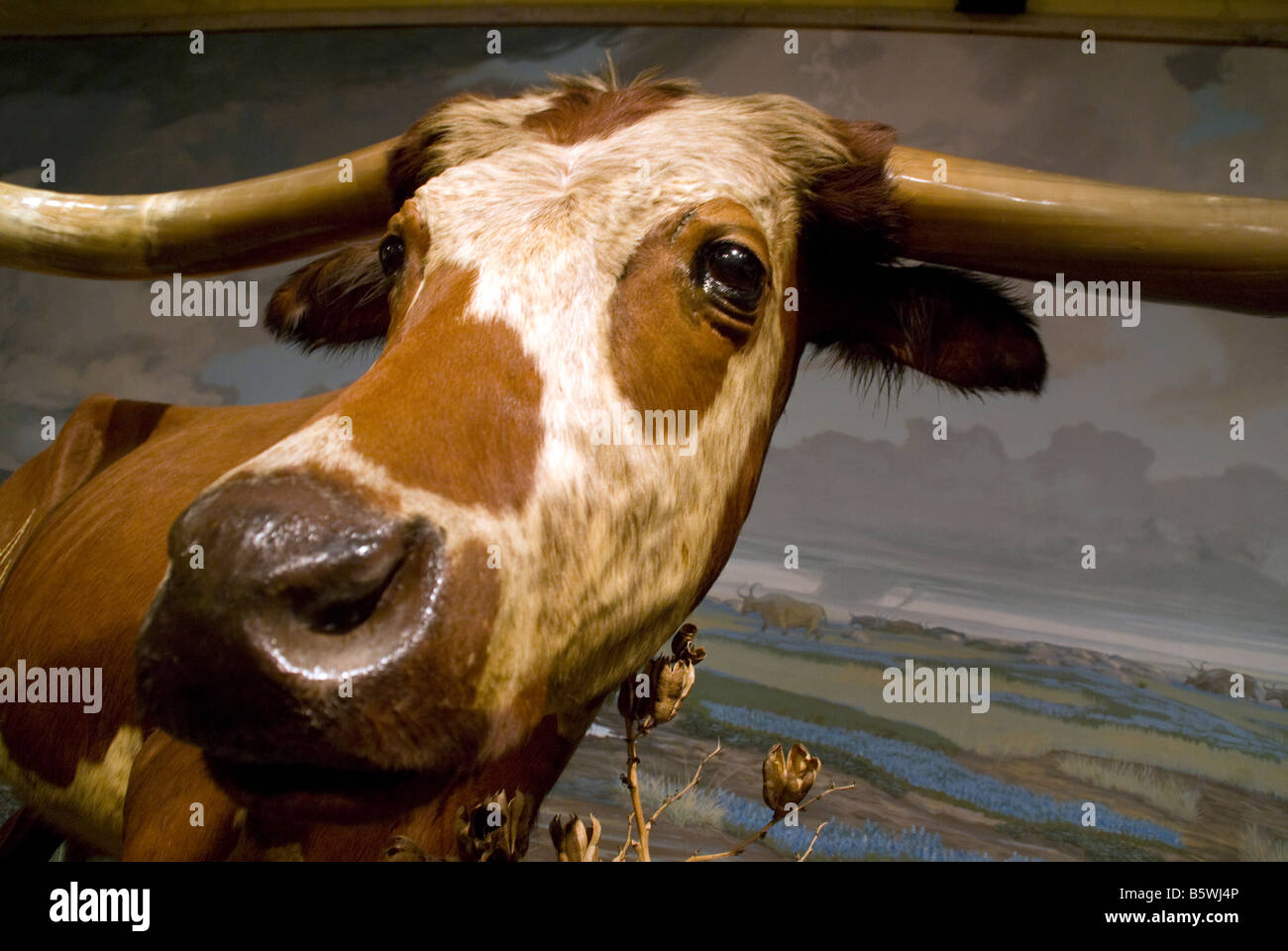 Texas Longhorn Steer im San Antonio Buckhorn Saloon Museum Stockfoto