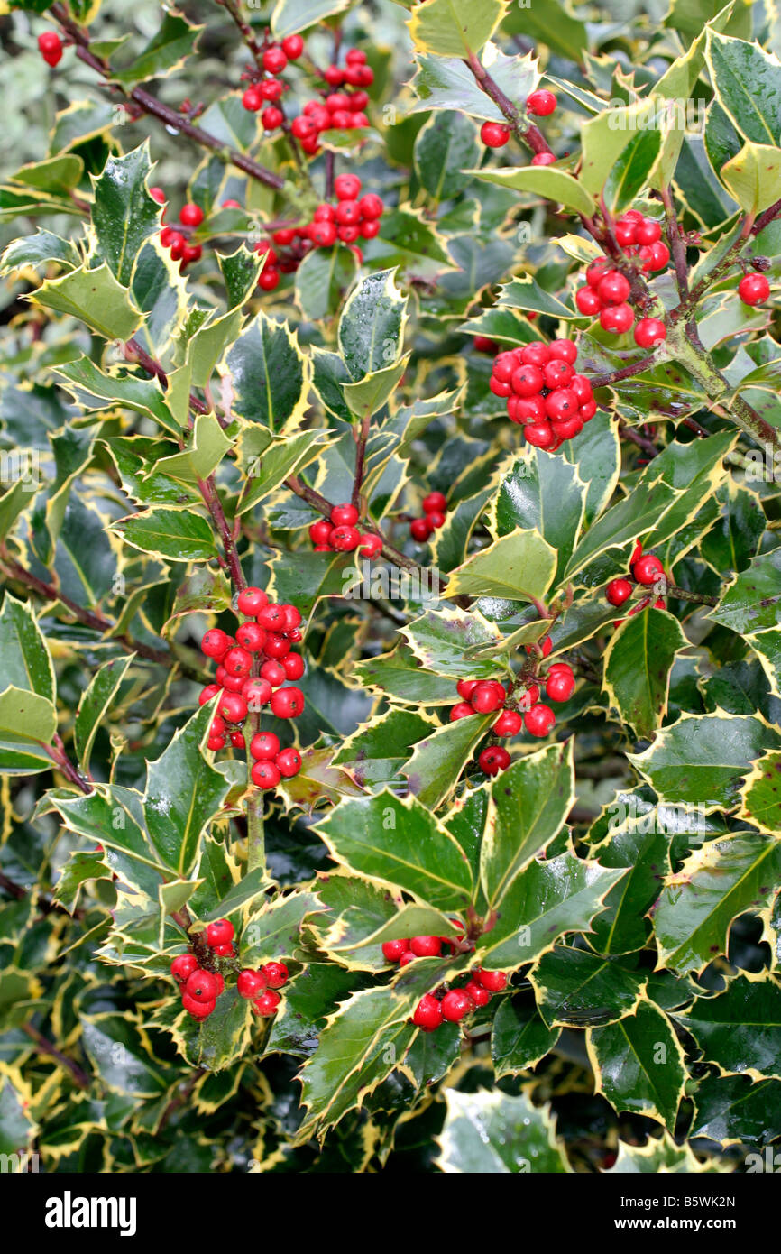 ILEX AQUIFOLIUM MADAME BRIOT Stockfoto