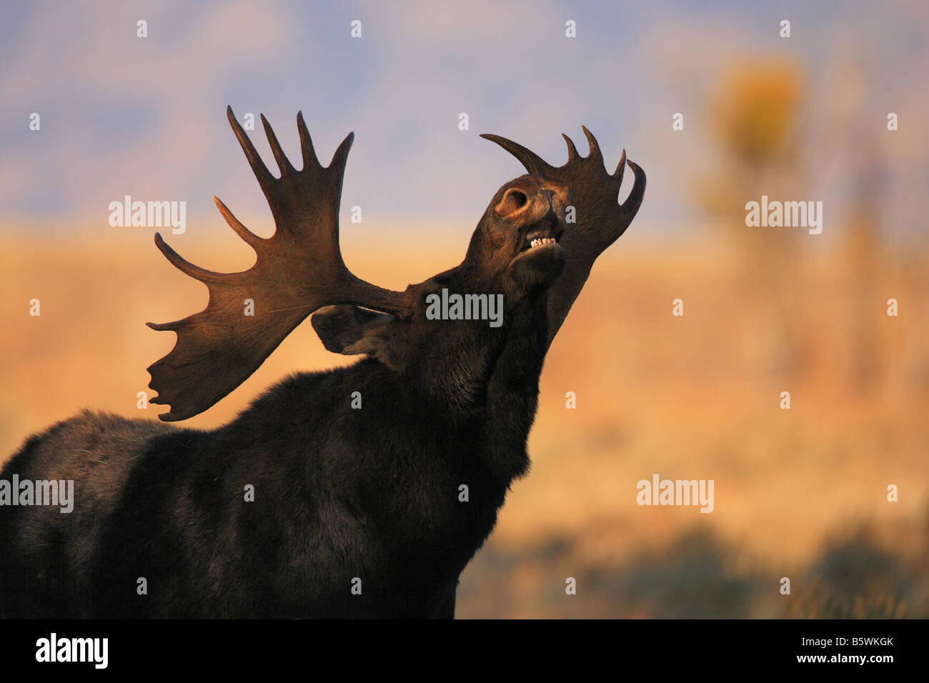 Bull Moose Eisstockschießen Oberlippe, Teton Nationalpark, Wyoming Stockfoto