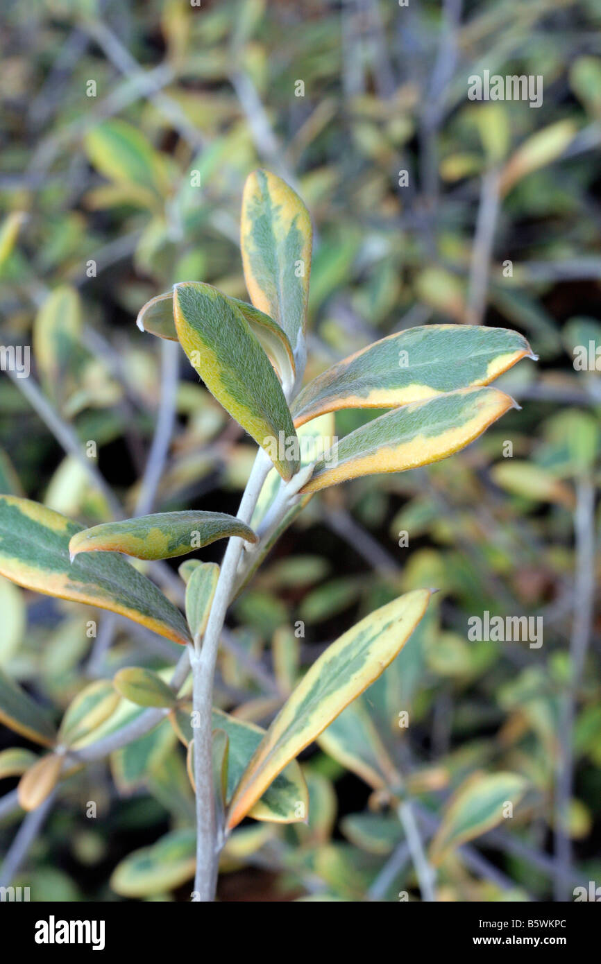 COROKIA X VIRGATA SUNSPLASH Stockfoto