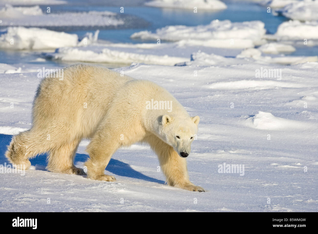 Eisbär testen das Eis an der Hudson Bay am Ufer des Wapusk-Nationalpark, Manitoba, Kanada Stockfoto